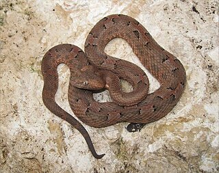 <i>Porthidium yucatanicum</i> Species of snake