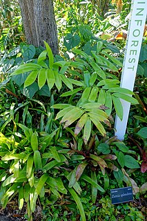 <i>Zamia verschaffeltii</i> Species of cycad