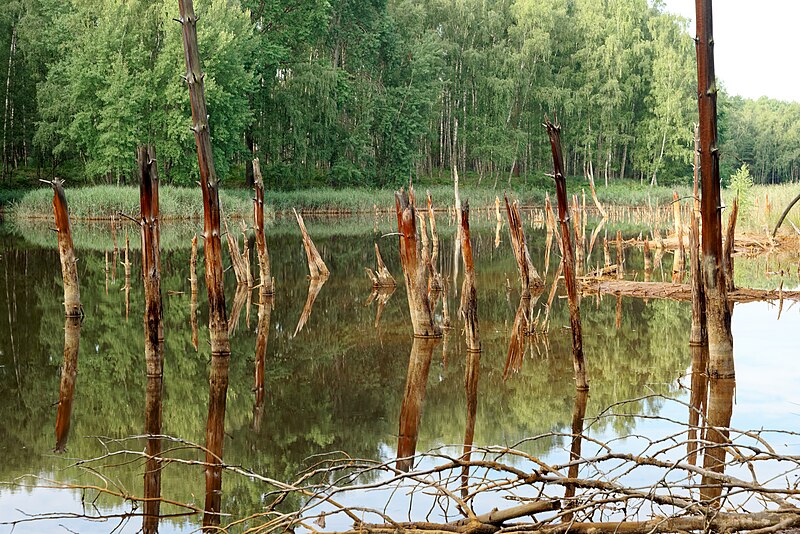 File:Zapadlisko pokopalniane, Dawna Kopalnia Babina, Park Krajobrazowy Łuk Mużakowa, 20230812 0753 7407.jpg