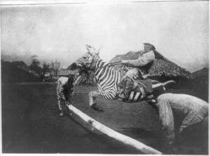 Zebra: Etimologia, Descripció, Dieta