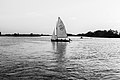 Zicht vanaf het water op de Alde Feanen van het It Fryske Gea. Waardevol natuurgebied in Friesland.