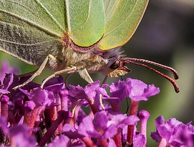 Lemon butterflies while picking up nectar