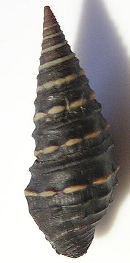 Zonulispira chrysochildosa