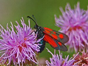 Zygaenidae - Zygaena romeo-1.JPG