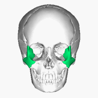 Zygomatic bone lateral animation.gif