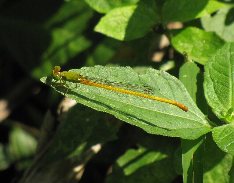 File:Zygoptera(1).jpg