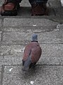 紅鳩 Red Turtle Dove - panoramio.jpg