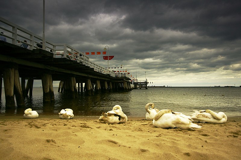 File:Łabędzie i molo - panoramio.jpg