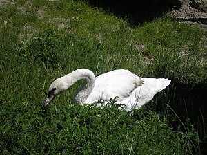 Swan in Saratov City park