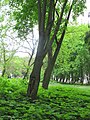 Молоді паростки під деревами клена в парку "Загребелля".JPG