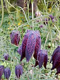 Thumbnail for Fritillaria ussuriensis