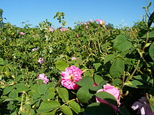 Казанлъшка роза – Уикипедия