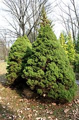 Ель коника описание. Ель канадская Коника на штамбе. Picea glauca conica Compact. Ель канадская Коника высота. Ель канадская Ксавери.