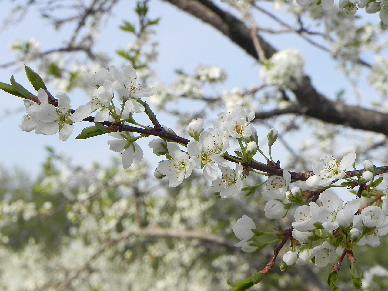 File すももの花 Panoramio Jpg Wikimedia Commons