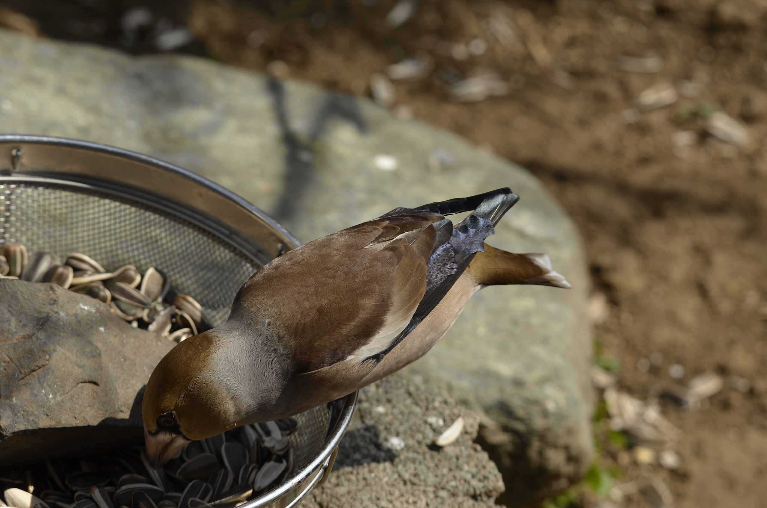 File シメ 鴲 鳥 雄 餌台のヒマワリを食べに来ました ５ Jpg Wikimedia Commons