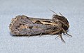 - 0373 – Acrolophus popeanella – Clemens' Grass Tubeworm Moth (35095526653).jpg