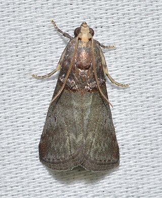 <i>Acrobasis stigmella</i> Species of moth