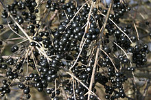 Berries - Ligustrum vulgare - Berries -.jpg