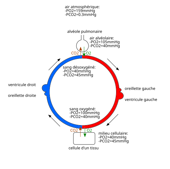 File:03 Respirations externe et interne breathing.svg