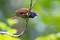 0A2A5517 Chestnut-winged babbler.jpg