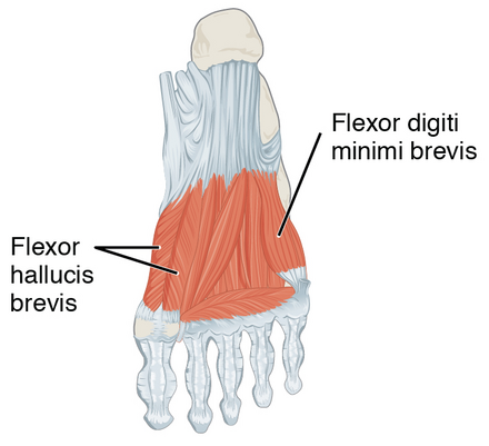 Flexor hallucis brevis muscle - Wikiwand