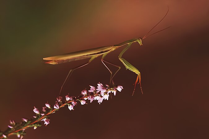 European mantis, Bydgoszcz, Poland. Photo by Artur Hilbrecht