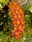 Bulbophyllum wangkaense