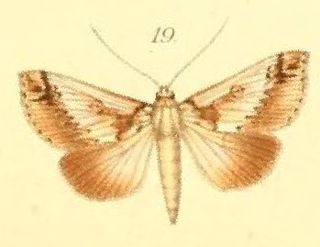 <i>Risoba lunata</i> Species of moth