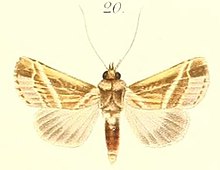 20-Heliothis albistriata = ריסובה רוגנים (ווקר, 1856) .JPG