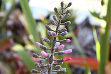 20100427 aechmea lueddemanniana.jpg