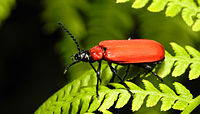 Cardinal (Pyrochroa coccinea).