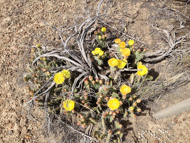 File:2014-06-15 16 04 26 Prickly Pear Cactus blossums in Elko, Elko County, Nevada.jpg