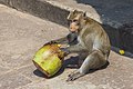 * Nomination Monkey. Causeway to the Angkor Wat. Angkor Wat, Siem Reap Province, Cambodia. --Halavar 10:49, 30 December 2017 (UTC) * Promotion Good quality. --Jacek Halicki 11:34, 30 December 2017 (UTC)
