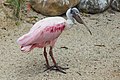 * Nomination Roseate spoonbill (Platalea ajaja). Jurong Bird Park. Jurong, West Region, Singapore. --Halavar 19:41, 2 March 2017 (UTC) * Promotion Good quality. --Poco a poco 19:56, 2 March 2017 (UTC)