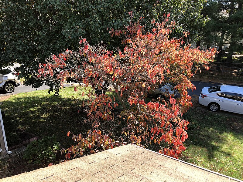 File:2019-11-02 12 43 27 A Flowering Dogwood in late autumn along Tranquility Court in the Franklin Farm section of Oak Hill, Fairfax County, Virginia.jpg