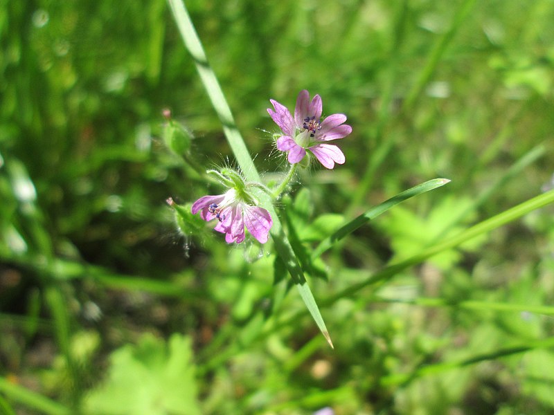 File:20190602Geranium pusillum1.jpg