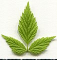 * Nomination Rubus idaeus. Leaf adaxial side. --Knopik-som 01:31, 23 June 2021 (UTC) * Promotion  Support Good quality -- Johann Jaritz 02:51, 23 June 2021 (UTC)