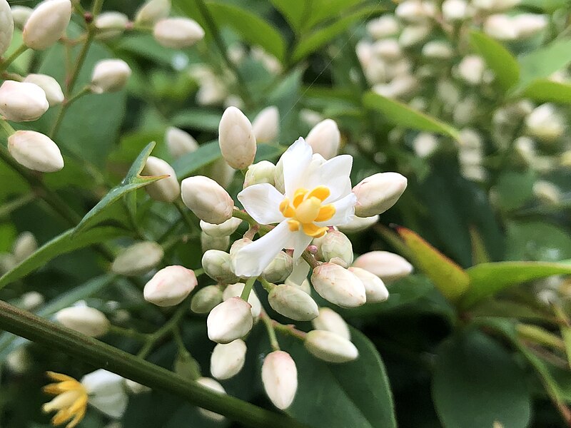 File:2021-06-22 17 24 35 Heavenly Bamboo flowers along Franklin Farm Road in the Franklin Farm section of Oak Hill, Fairfax County, Virginia.jpg