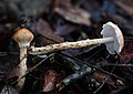 2021-07-24 Austroboletus rostrupii (Syd. & P. Syd.) E. Horak 1356943.jpg