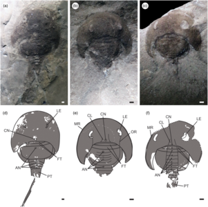Lunataspis borealis の化石標本[注釈 1]