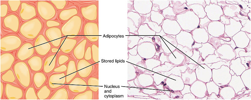 File:409 Adipose Tissue.jpg