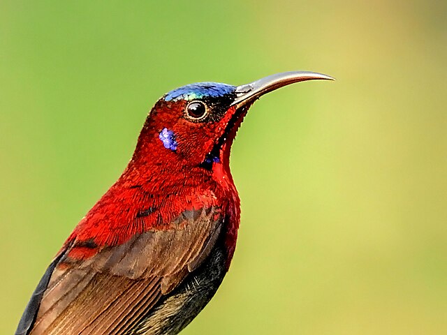 File:6. Close-up of ♂ Vigors's sunbird or western crimson sunbird 