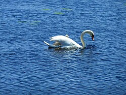 Cygnus olor of Naturschutzgebiet Federsee