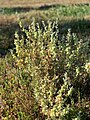 A. Vesicaria - Shrub displaying fruiting bodies.jpg