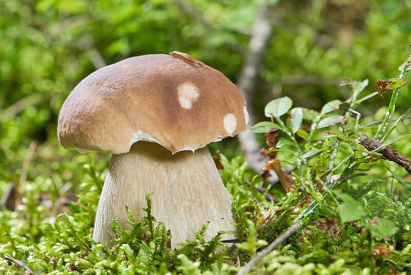 File:AD2009Sep13 Boletus edulis 01.jpg