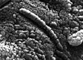 Elektronenmikroskopische Aufnahme eines Details des Meteoriten ALH84001