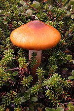 A Cortinarius mushroom