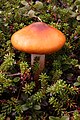 A Cortinarius mushroom.jpg