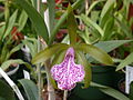 A and B Larsen orchids - Brassocattleya Binosa Wabash Valley DSCN5373.JPG