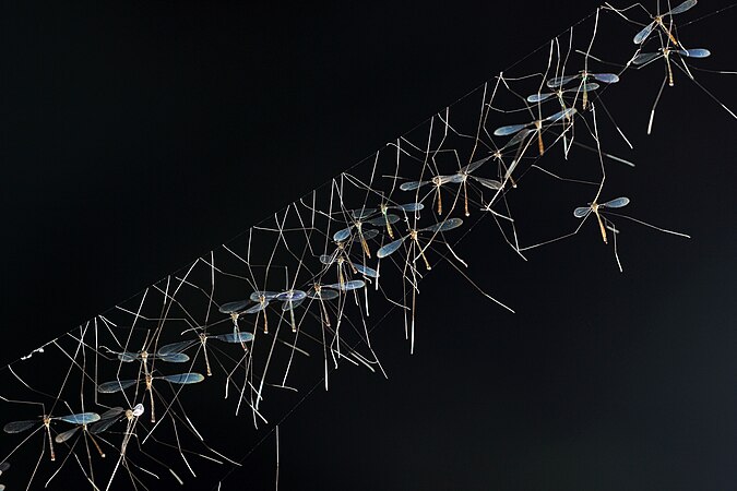 A collection of crane flies hanging from their nest. Photo by RidhaAnshari85